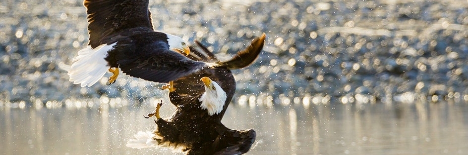 Khu bảo tồn Đại bàng hói Chilkat (Chilkat Bald Eagle Preserve)