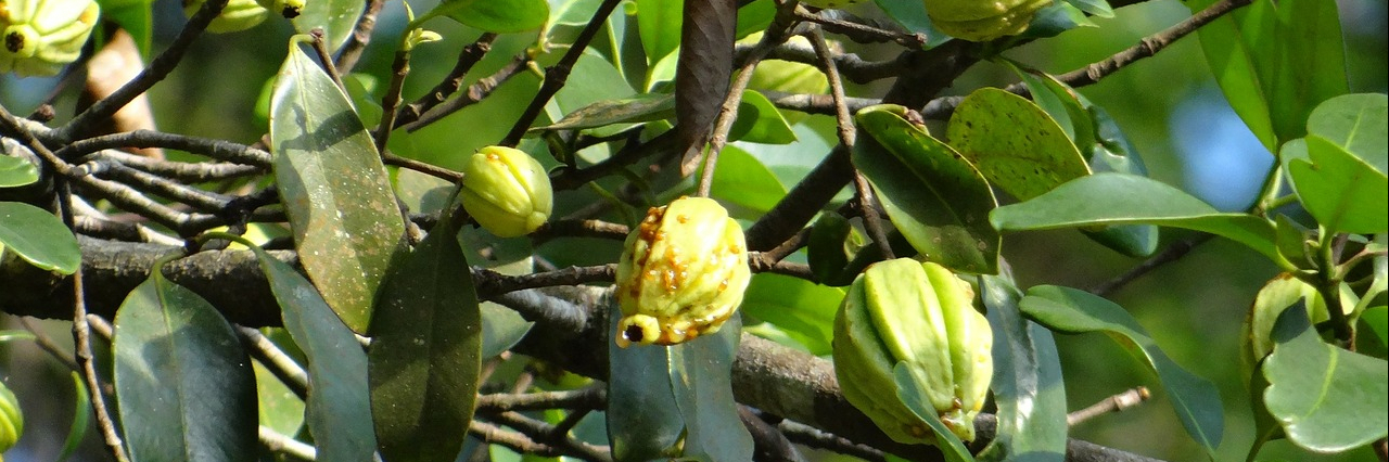 Làng Nagliya (Nagliya)