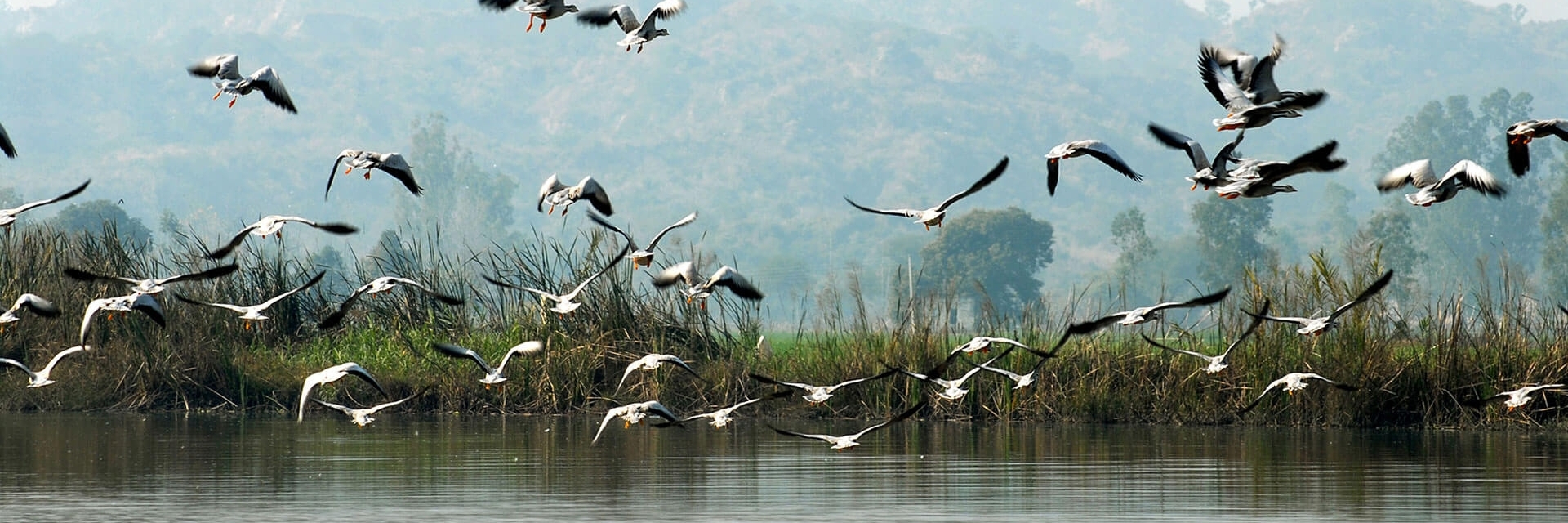 Khu bảo tồn chim và đầm lầy Harike (Harike Wetland and Bird Sanctuary)