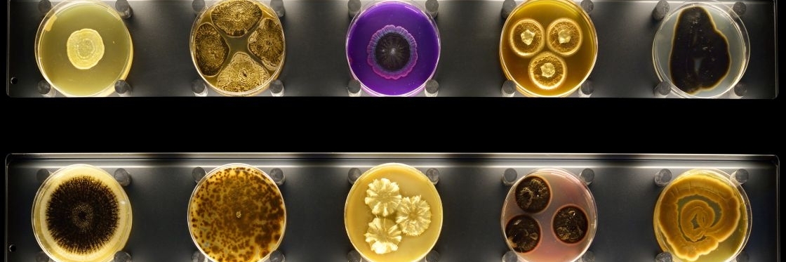 Bảo tàng Micropia (Micropia)