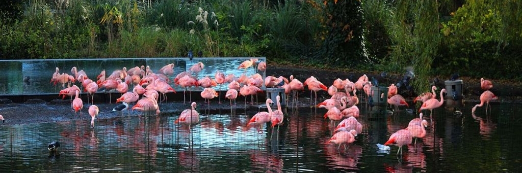 Vườn thú Hoàng gia (Artis Royal Zoo)