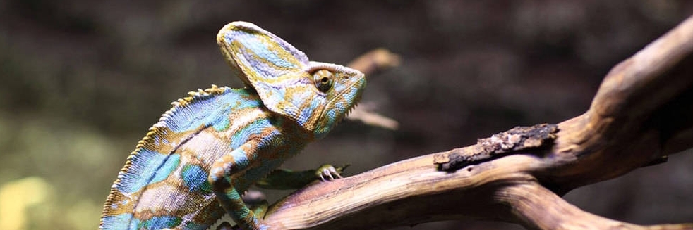 Sở thú Antalya (Antalya Zoo)