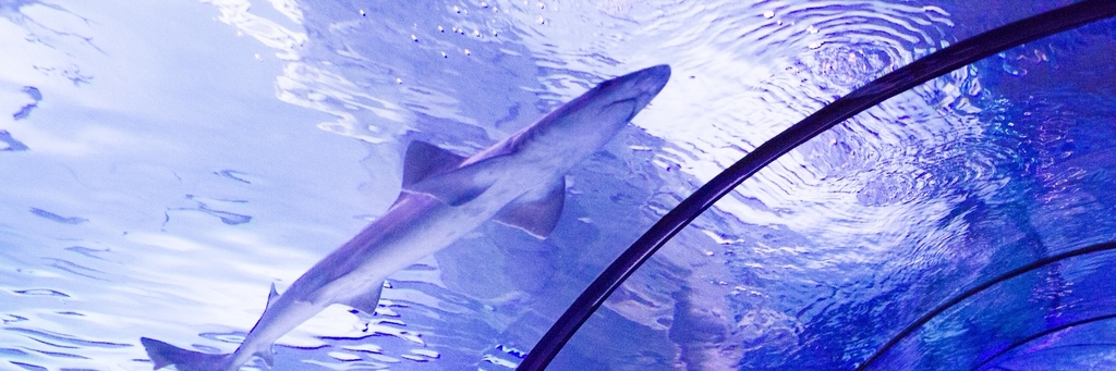 Thủy cung Antalya (Antalya Aquarium)