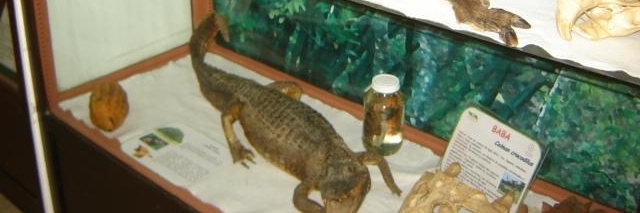 Bảo tàng văn hoá sinh thái Rancho Grande (Museo Estación Biológica Rancho Grande)