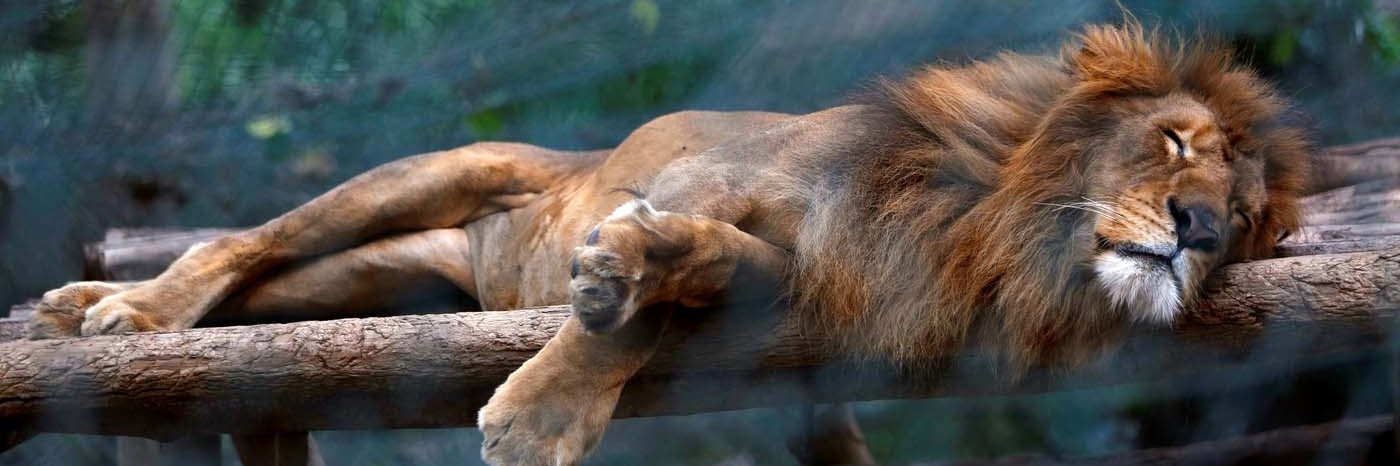 Sở thú Las Delicias (Las Delicias Zoo)