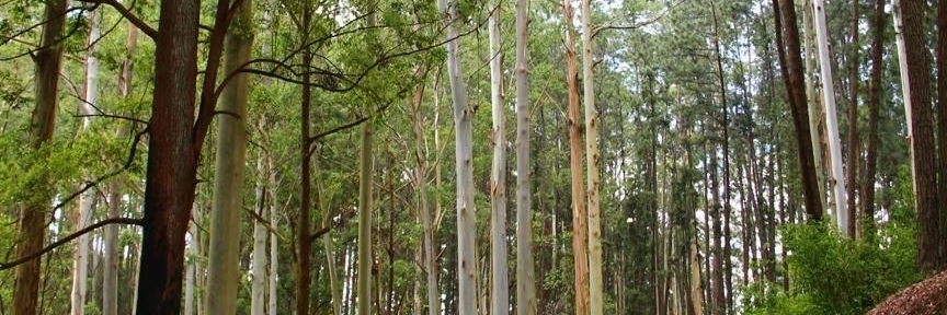 Đồi Cáo (Fox Hill)
