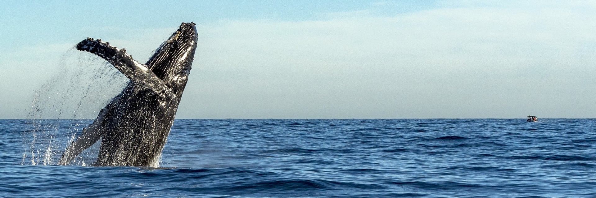 Vùng biển Cortez (Sea of Cortez)