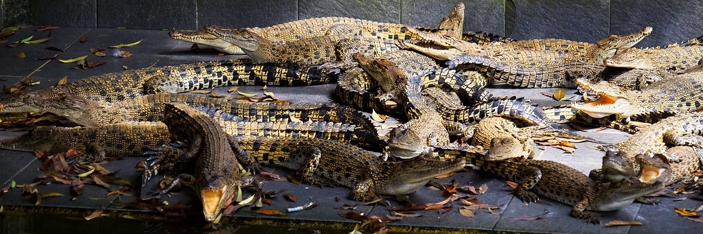 Trang trại cá sấu Teritip (Teritip Crocodile Farm)