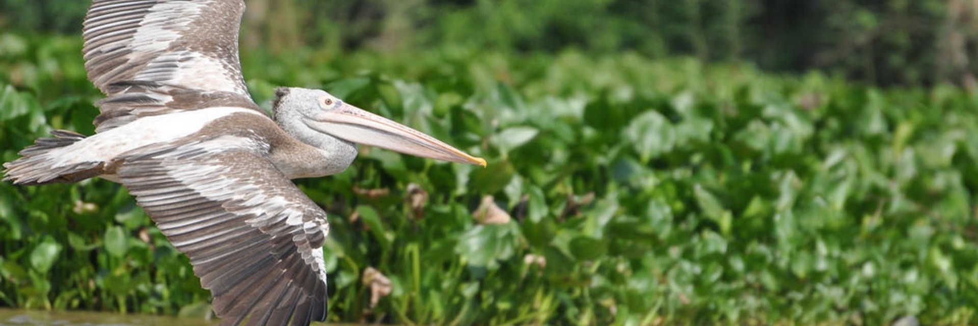 Khu bảo tồn chim Prek Toal (Prek Toal Bird Sanctuary)