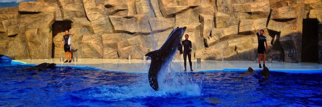 Bể cá heo (Dolphinarium)