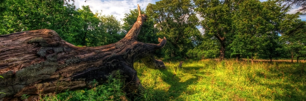 Công viên Lagan Meadows (Lagan Meadows)