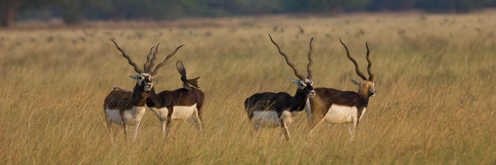 Công viên quốc gia Blackbuck Bhavnagar (Bhavnagar Blackbuck National Park)