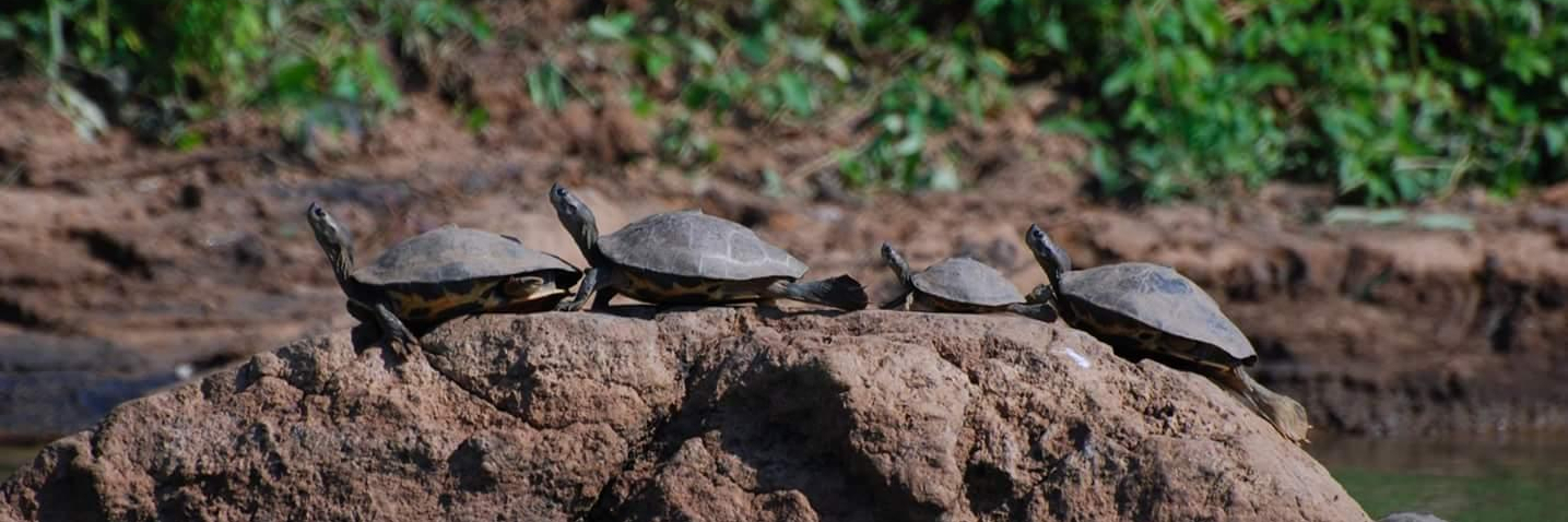 Khu bảo tồn động vật hoang dã Tikarpada (Tikarpada Wildlife Sanctuary)