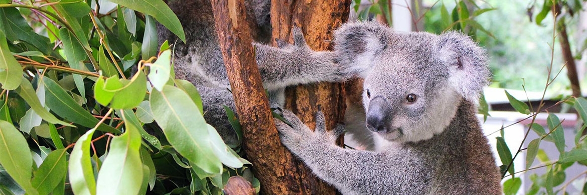 Vườn thú Long Bạch Koala ( Lone Pine Koala Sanctuary)