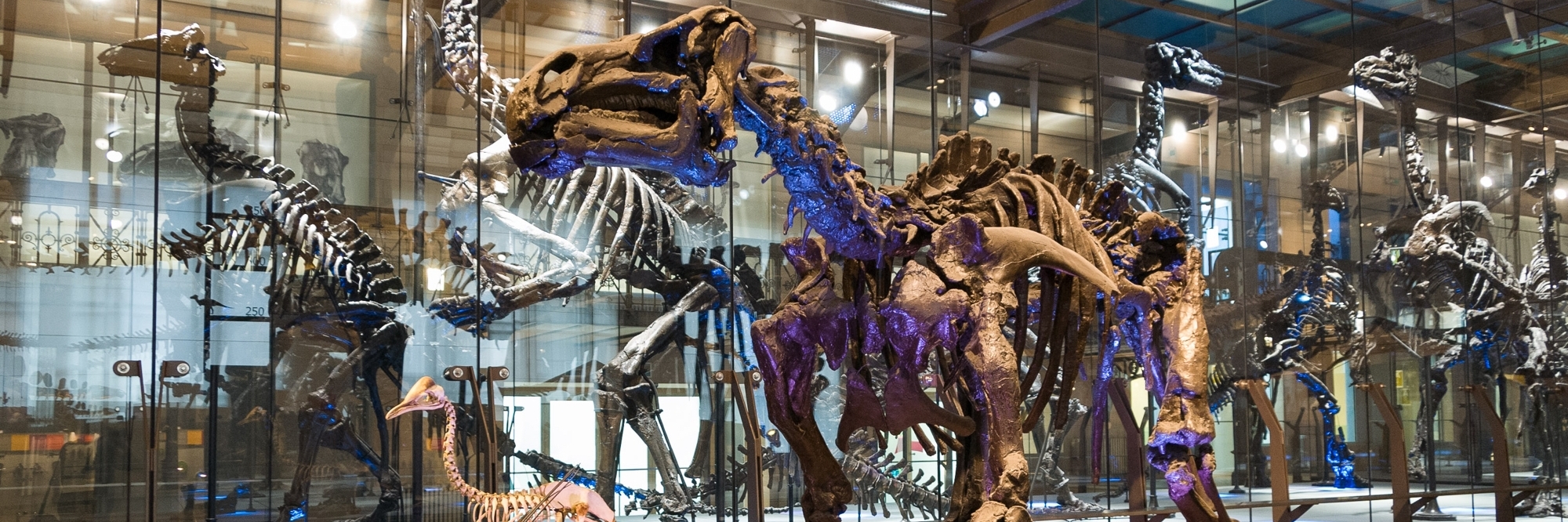 Bảo tàng khoa học tự nhiên (Musée des Sciences Naturelles)