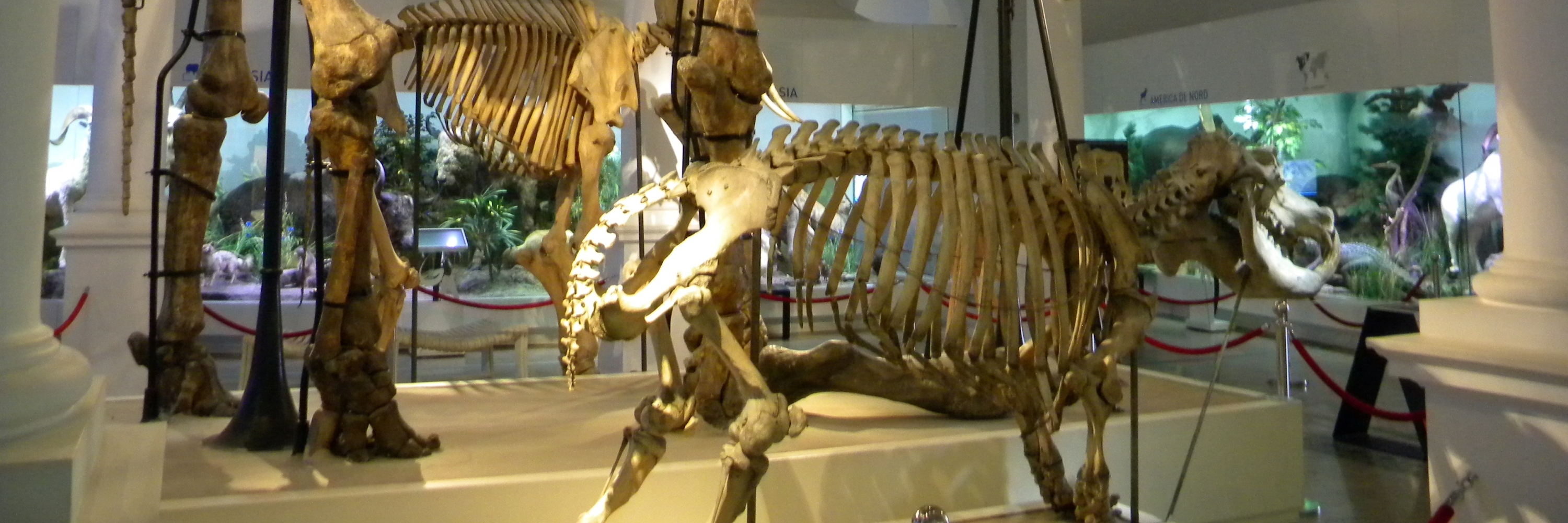 Bảo tàng Lịch sử Tự nhiên Grigore Antipa (Grigore Antipa Natural History Museum)