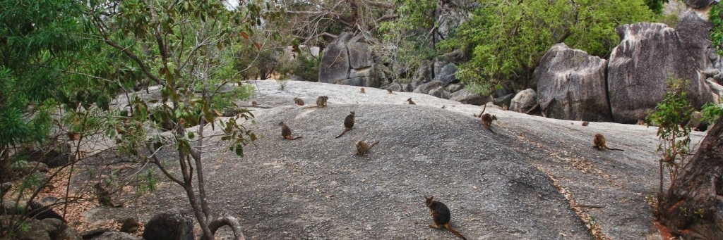 Công viên thiên nhiên Granite Gorge (Granite Gorge Nature Park)