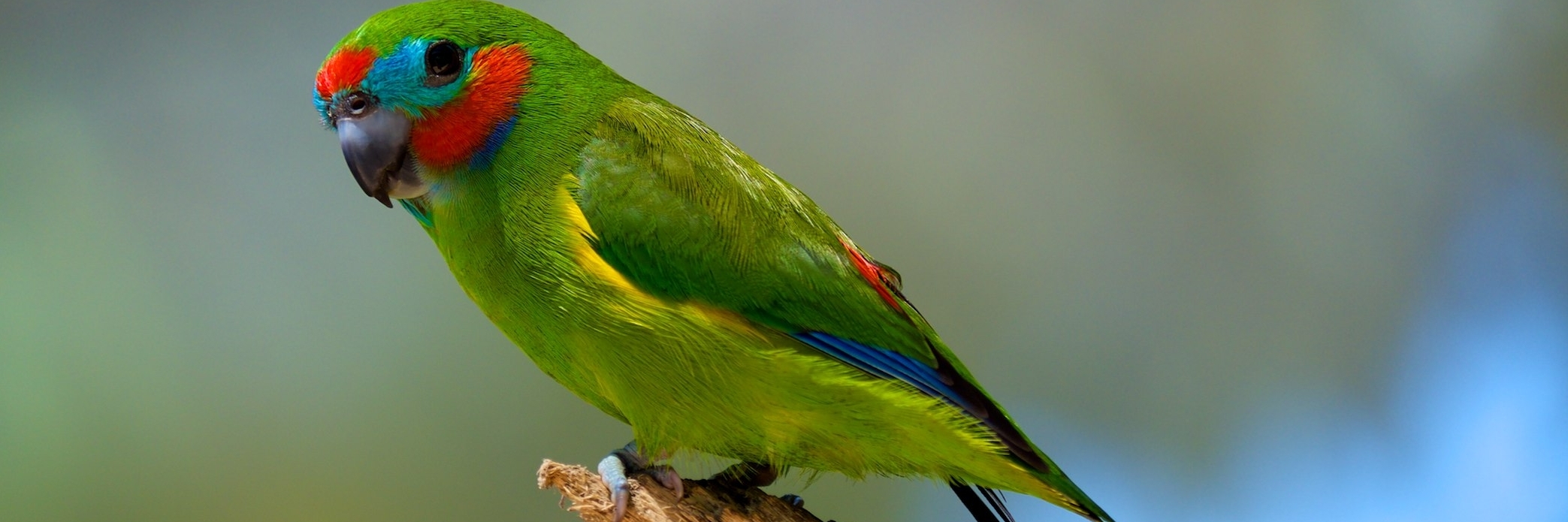 Địa điểm Birdworld Kuranda (Birdworld Kuranda)