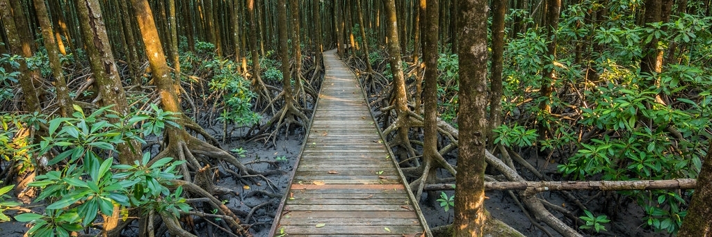 Đường đi bộ rừng ngập mặn (Mangrove Boardwalk)