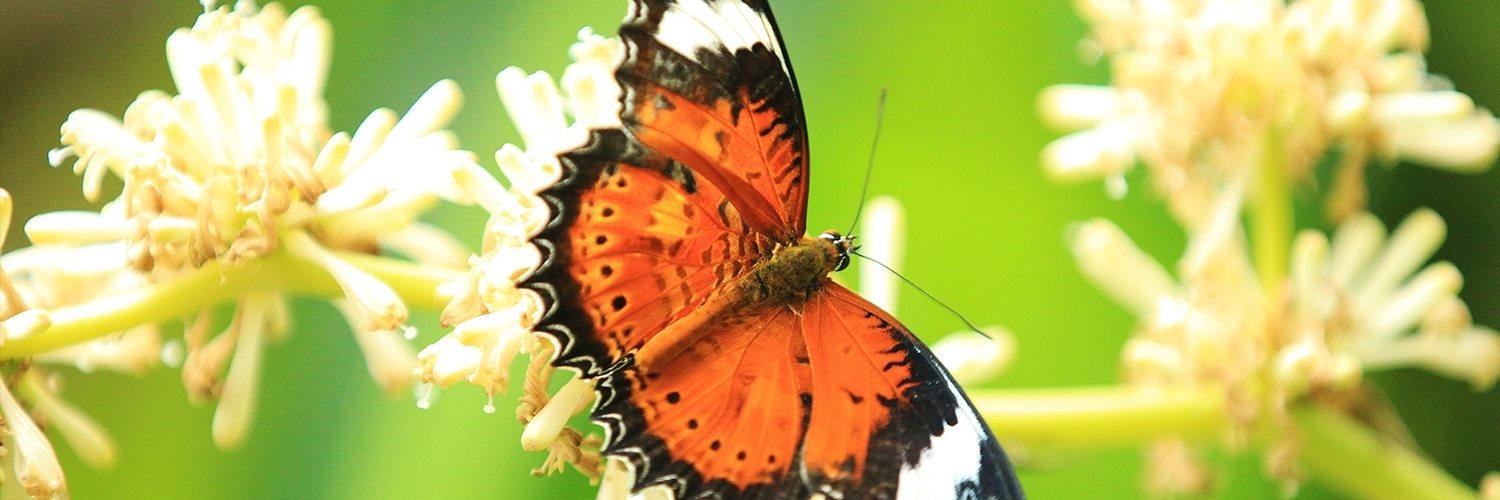 Khu bảo tồn bươm bướm Úc (Australian Butterfly Sanctuary)