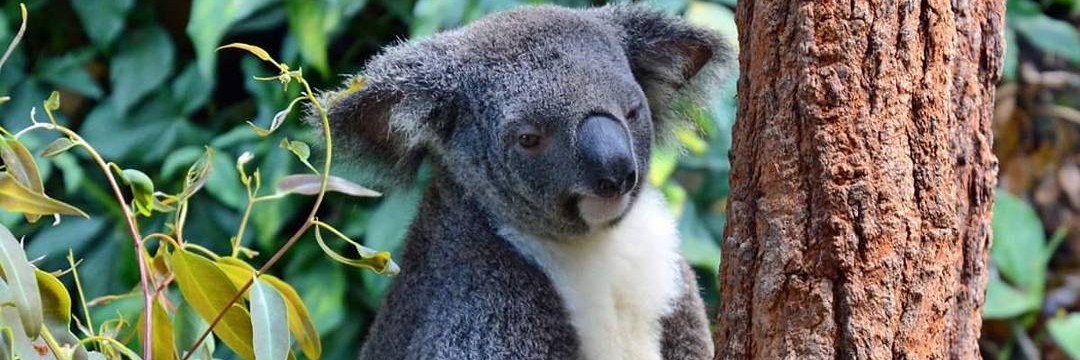 Khu vườn gấu túi Koala Kuranda (Kuranda Koala Gardens)