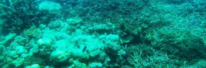 Rạn San Hô Great Barrier ( Agincourt Reef )