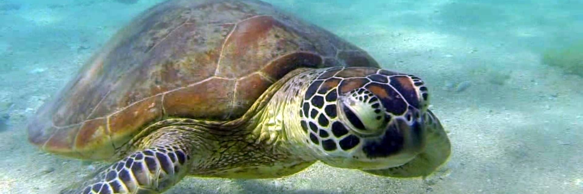 Trung tâm phục hồi rùa Cairns (Cairns Turtle Rehabilitation Centre)