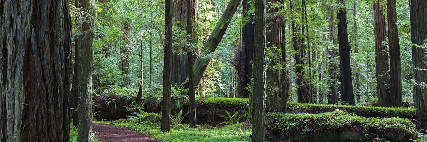 Công viên tiểu bang Humboldt Redwoods (Humboldt Redwoods State Park)