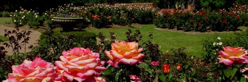 Vườn hoa hồng thành phố (Municipal Rose Garden)