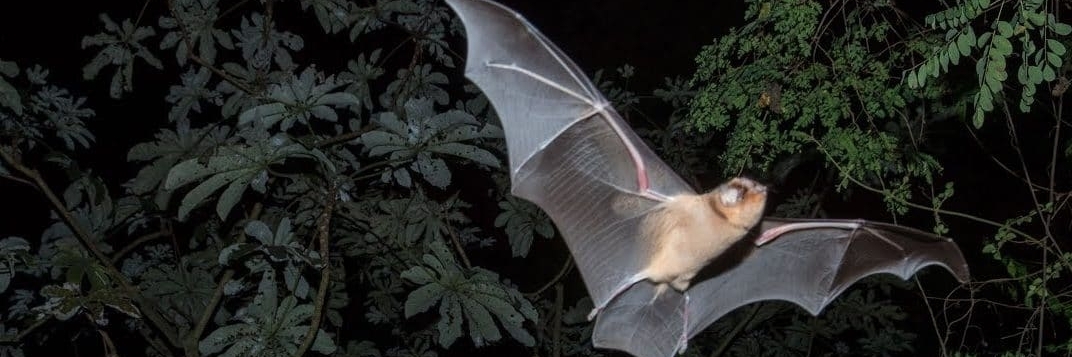 Núi lửa dơi Murcielagos (Volcan de los Murcielagos)
