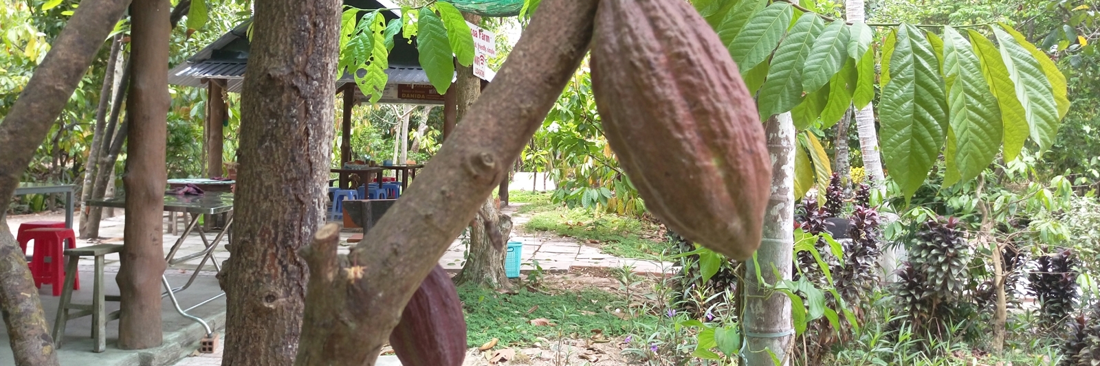 Vườn Ca Cao Mười Cương