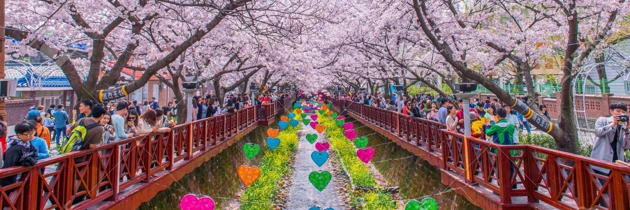 Lễ hội Jinhae Gunhangje (Jinhae Gunhangje Festival ) Changwon, South Korea  ( Hàn Quốc )