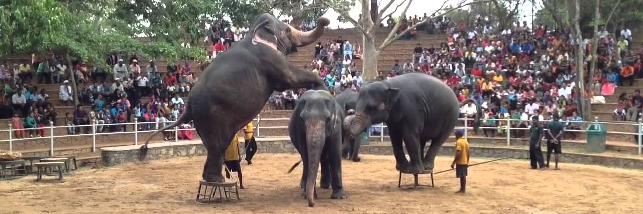 Vườn thú Dehiwela (Dehiwela Zoo)