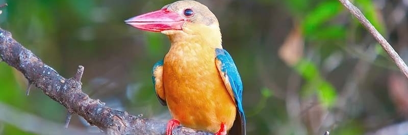 Khu bảo tồn chim Attidiya (Attidiya Bird Sanctuary)
