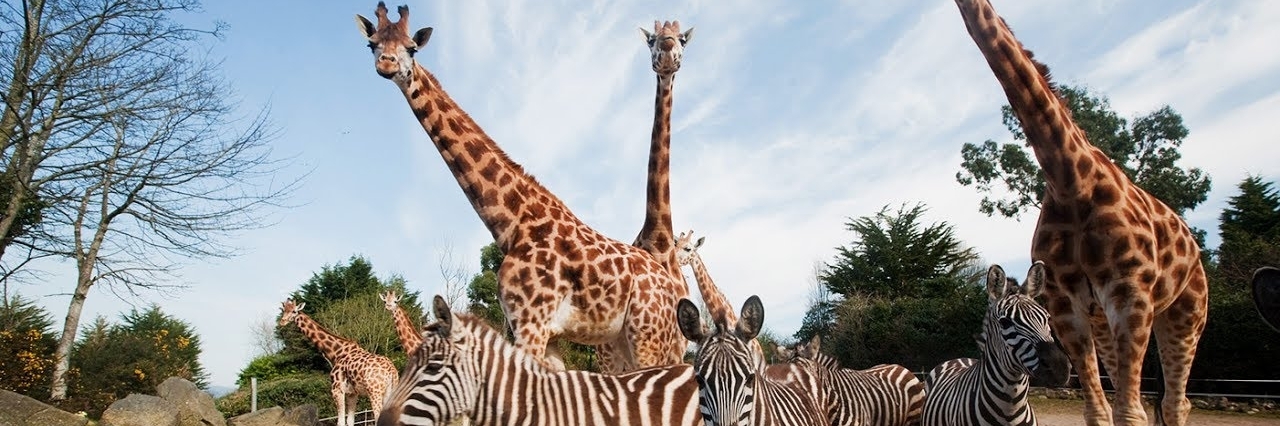 Vườn bách thú Dehiwala (Dehiwala Zoological Garden)