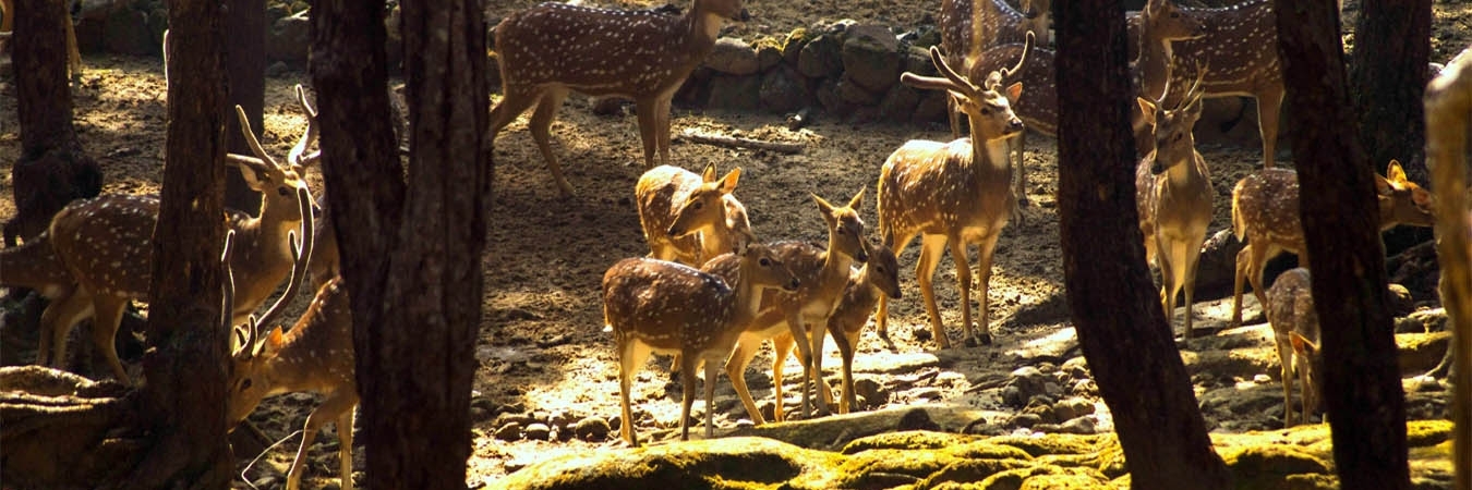Công viên hươu Malsi (Malsi Deer Park)