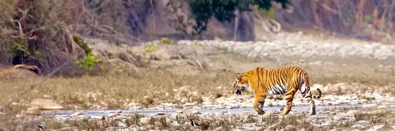 Khu cắm trại trong rừng ngắm hổ (Tiger View Jungle Camp)