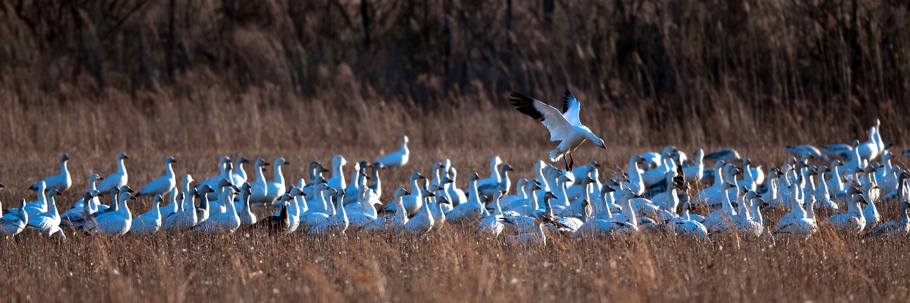 Khu bảo tồn động vật hoang dã quốc gia Bombay Hook (Bombay Hook National Wildlife Refuge)