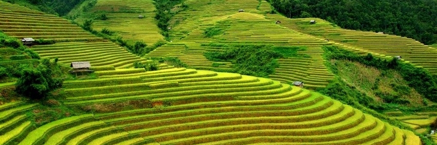 Cánh đồng Mường Thanh