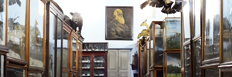 Bảo tàng Động vật học (Zoological Museum)