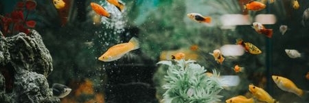 Bể cá nước ngọt (Fresh-Water Fish Aquarium)