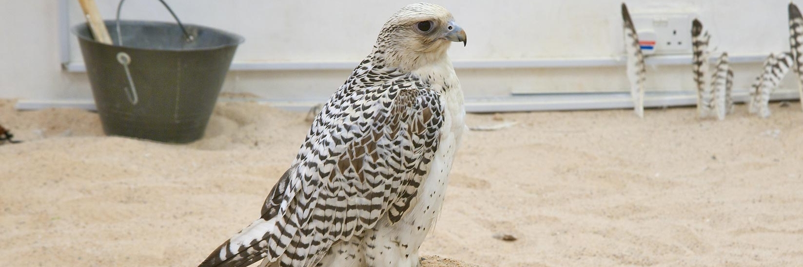 Hội chợ Chim Ưng Doha (Falcon souq doha)