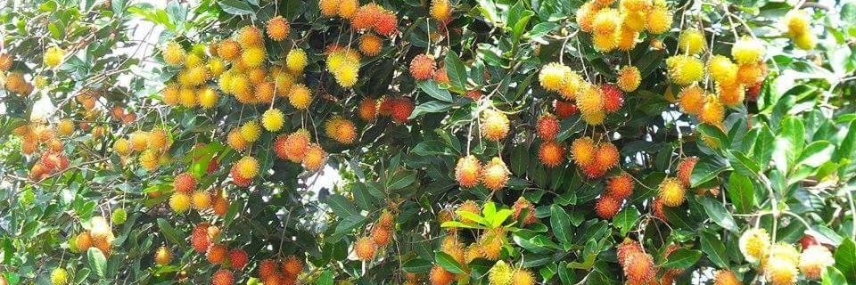 Du Lich Vườn Trái Cây Long Khánh Út Tiêu