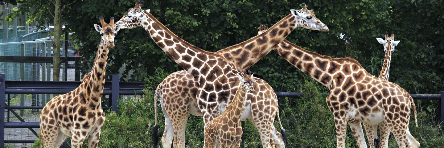 Sở thú Dublin (Dublin Zoo)