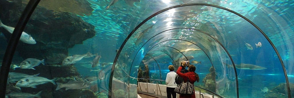Thủy cung biển Dubrovnik (Dubrovnik Sea Aquarium)