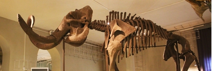 Bảo tàng tự nhiên Yekaterinburg (Nature Museum)