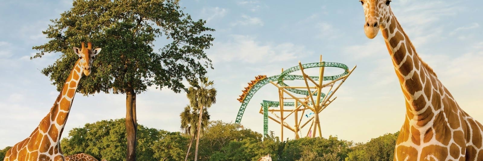 Công viên giải trí Busch Gardens (Busch Gardens)