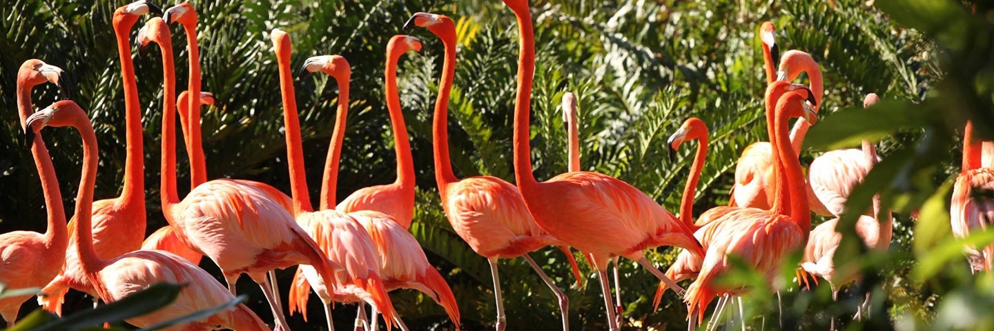 Đảo rừng (Jungle Island)