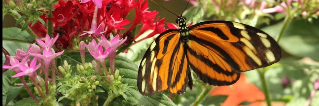 Khu bảo tồn Bướm Key West (Key West Butterfly Conservatory)