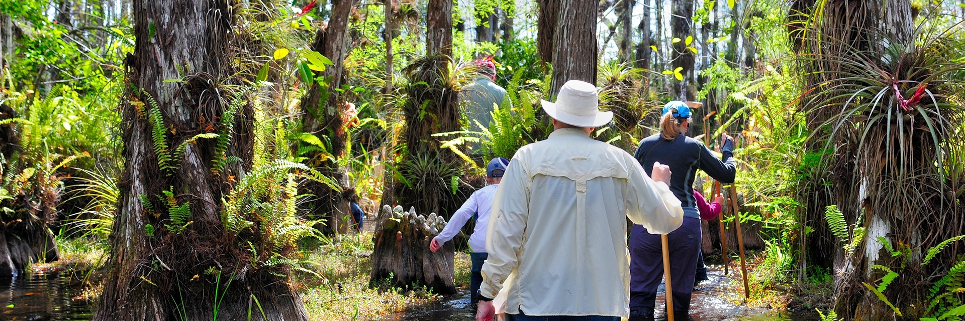 Khu bảo tồn quốc gia Big Cypress (Big Cypress National Preserve)